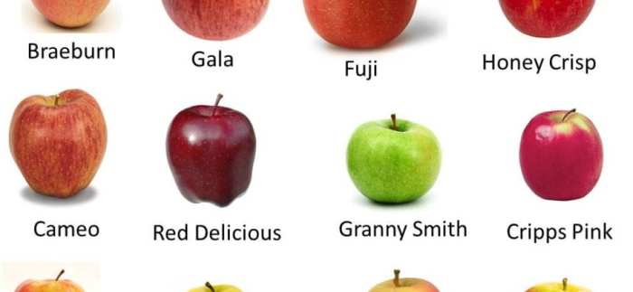 Nutrition facts of gala apple